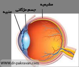 آناتومی و موقعیت مشیمیه چشم